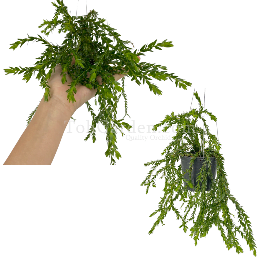 Huperzia (Lycopodium) nummulariifolia hybrid