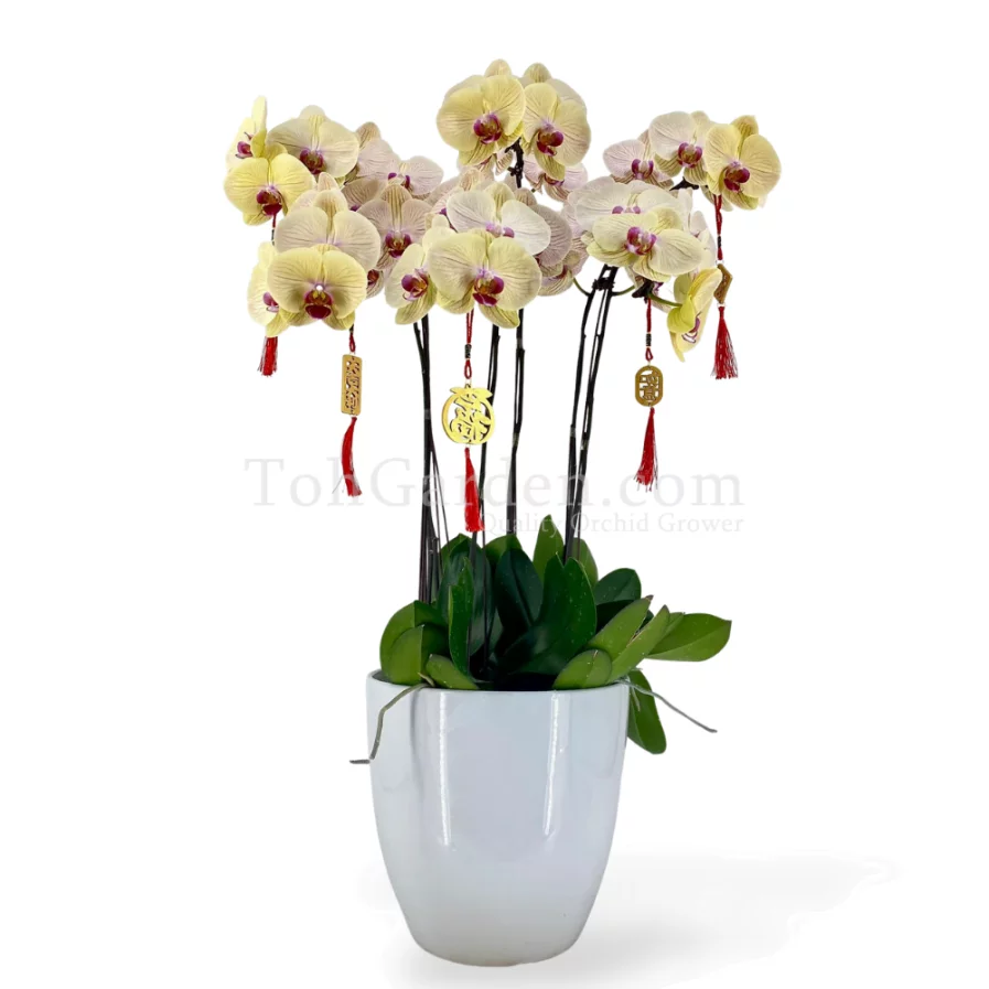 Yellow Phalaenopsis Arrangement 6 in 1