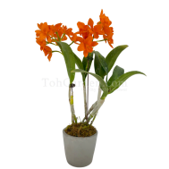 Cattleya Archives - Toh Garden