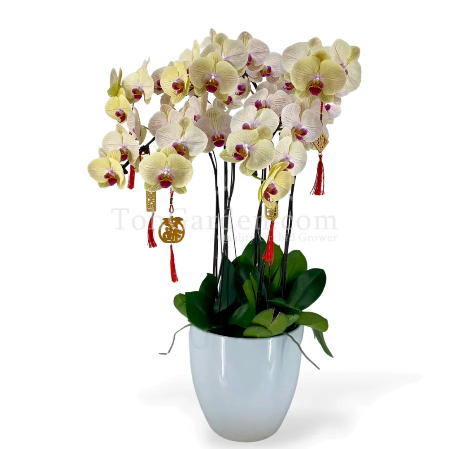 Yellow Phalaenopsis Arrangement 6 in 1