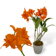 Cattleya Archives - Toh Garden