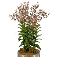 Dendrobium Sembcorp Arrangement 5 in 1