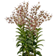Dendrobium Sembcorp Arrangement 5 in 1
