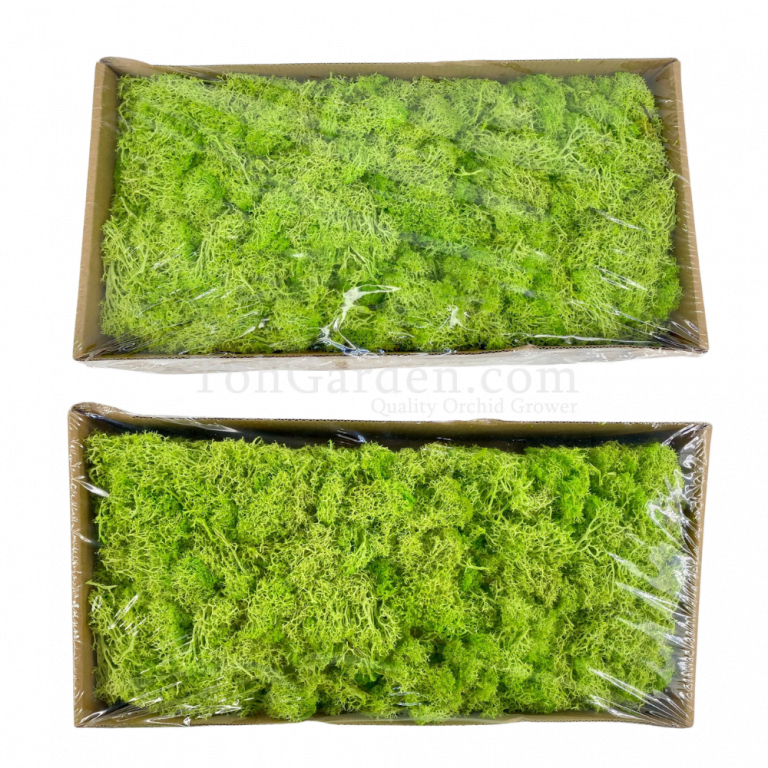 Reindeer Moss 500g Toh Garden Singapore Orchid Plant & Flower Grower