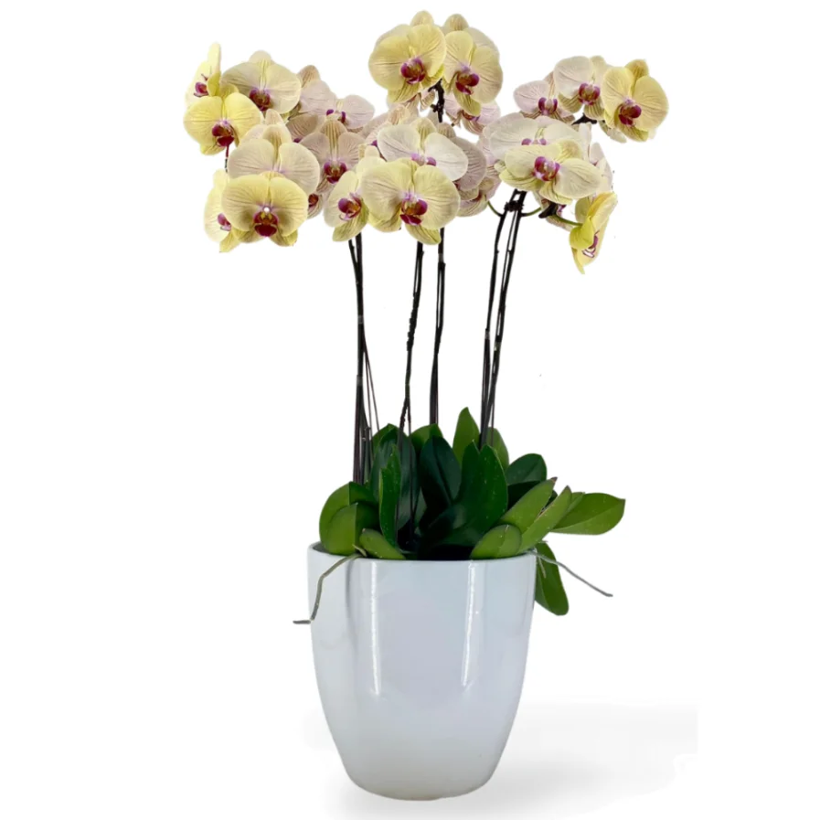 Yellow Phalaenopsis Arrangement 6 in 1