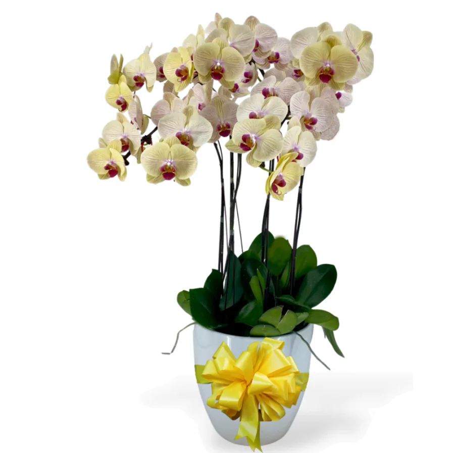 Yellow Phalaenopsis Arrangement 6 in 1