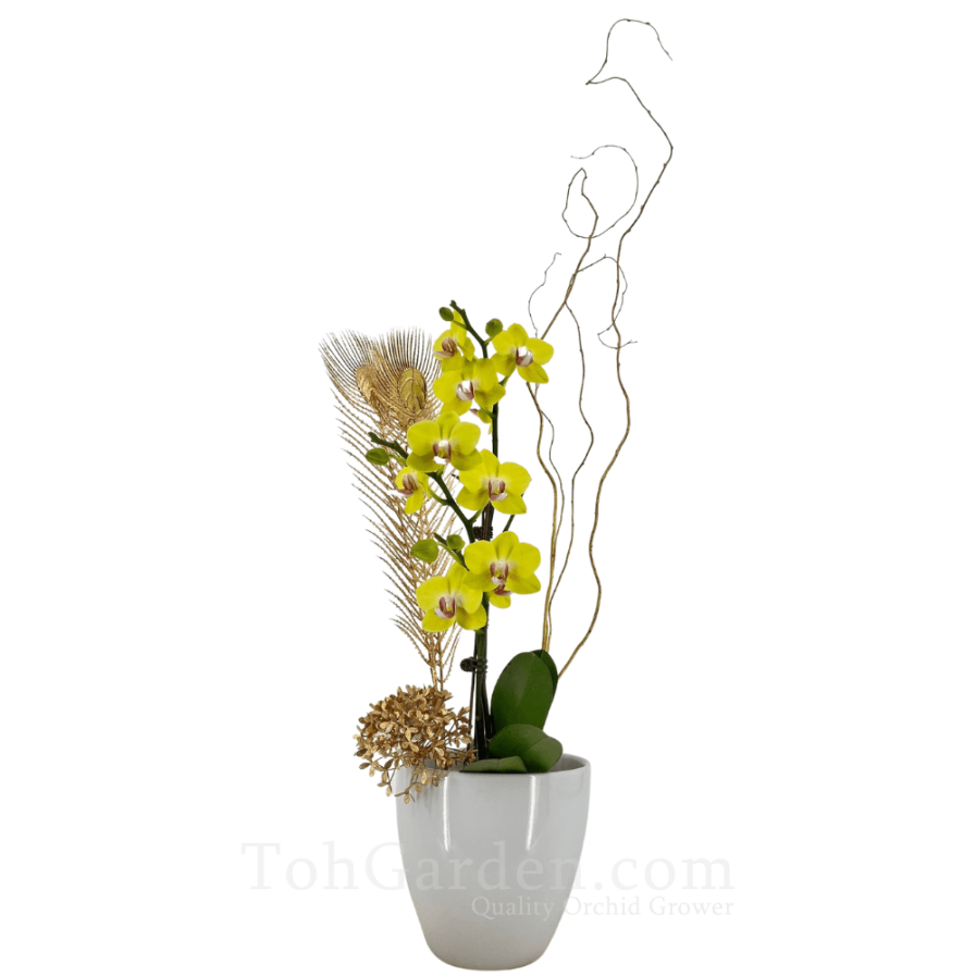 Phalaenopsis Decor Arrangement 01