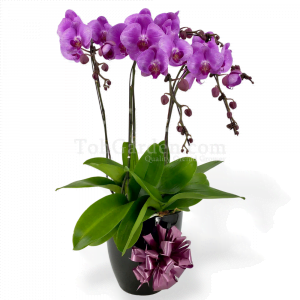 Orchids, Plants & Flowers Arrangements 2024 - Toh Garden: Singapore ...