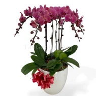 Phalaenopsis Asian Coral Arrangement 6 in 1