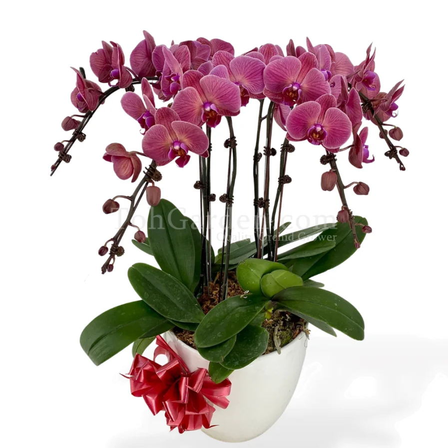 Phalaenopsis Asian Coral Arrangement 6 in 1