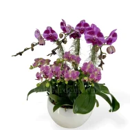 floral Splendor Phalaenopsis Arrangement 6 in 1