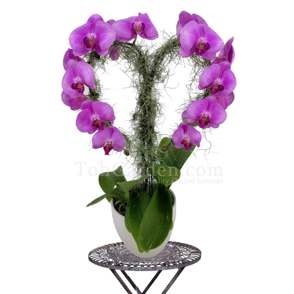 3,222 Orchid Moss Images, Stock Photos, 3D objects, & Vectors