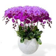 Two-Tier Phalaenopsis Arrangement 15 in 1