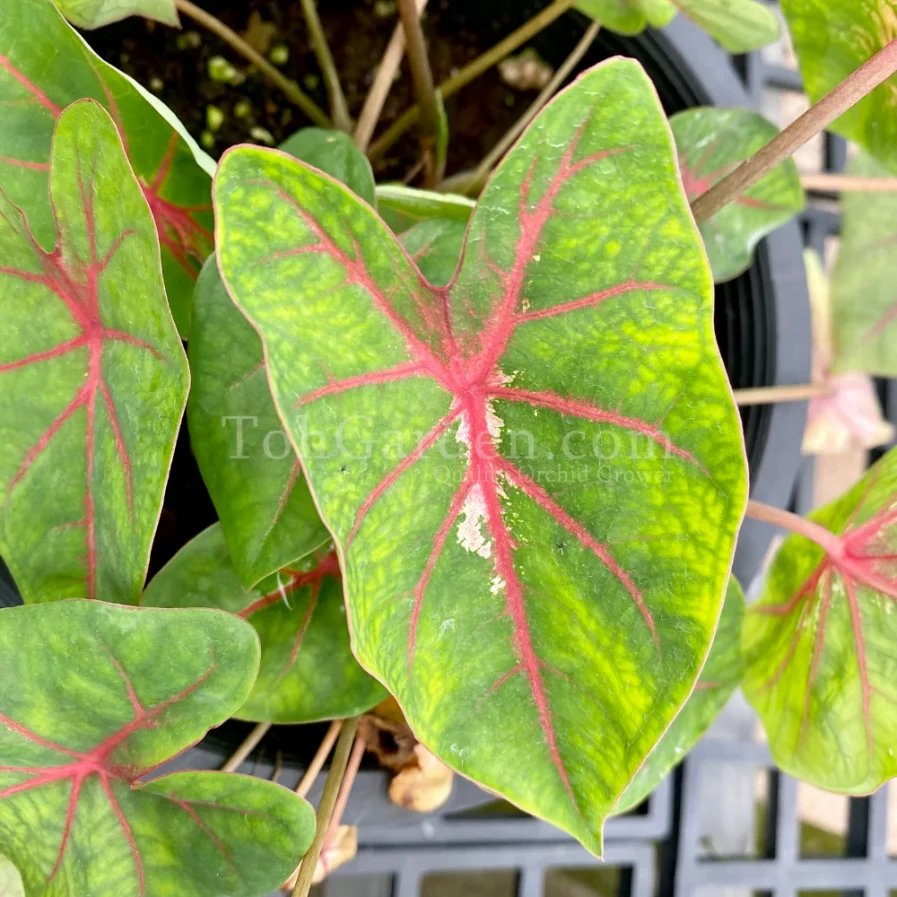 Caladium C002