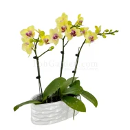 Mini Yellow Phalaenopsis Arrangement 3 in 1
