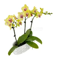 Phalaenopsis Mini Yellow Arrangement 3 in 1