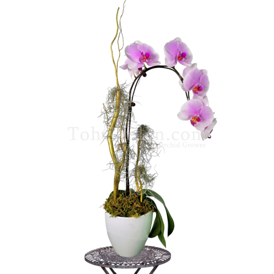 Pink Phalaenopsis Arrangement 1 in 1