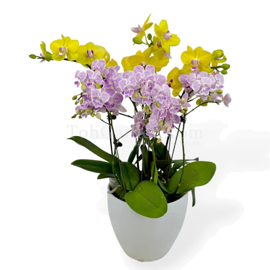 Bicolour Mini Phalaenopsis Bright Arrangement 5 in 1