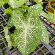 Caladium C010