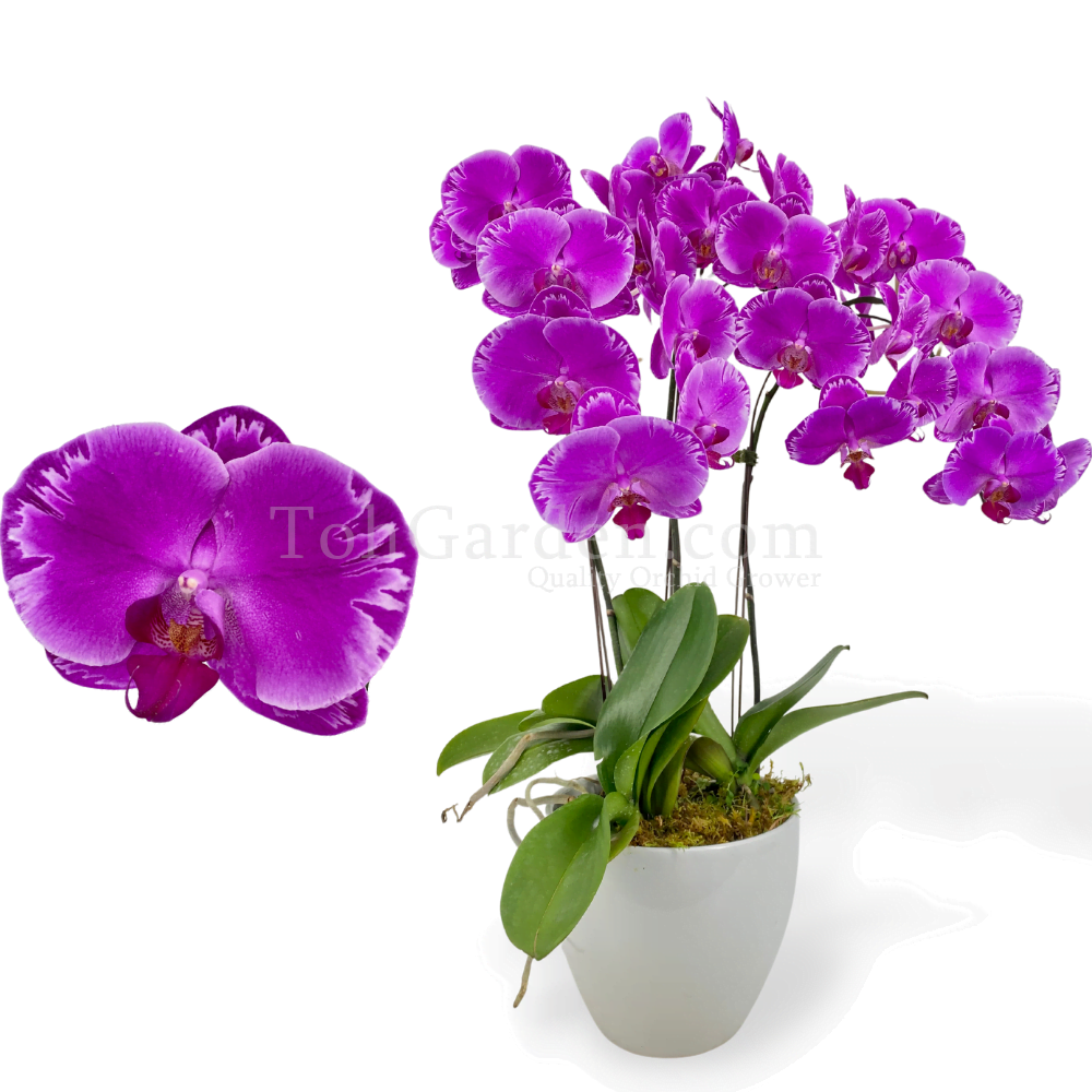 Special Purple Phalaenopsis Arrangement 3 in 1 - Toh Garden : Singapore  Orchid Plant & Flower Grower
