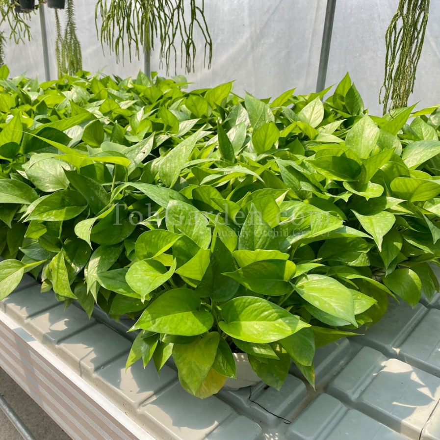 Epipremnum green (Golden Pothos, Money Plant, Devil's Ivy, Ivy Arum)