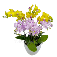 Bicolour Mini Phalaenopsis Bright Arrangement 5 in 1