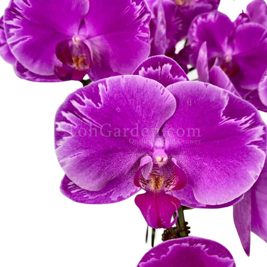 Special Purple Phalaenopsis Arrangement 3 in 1