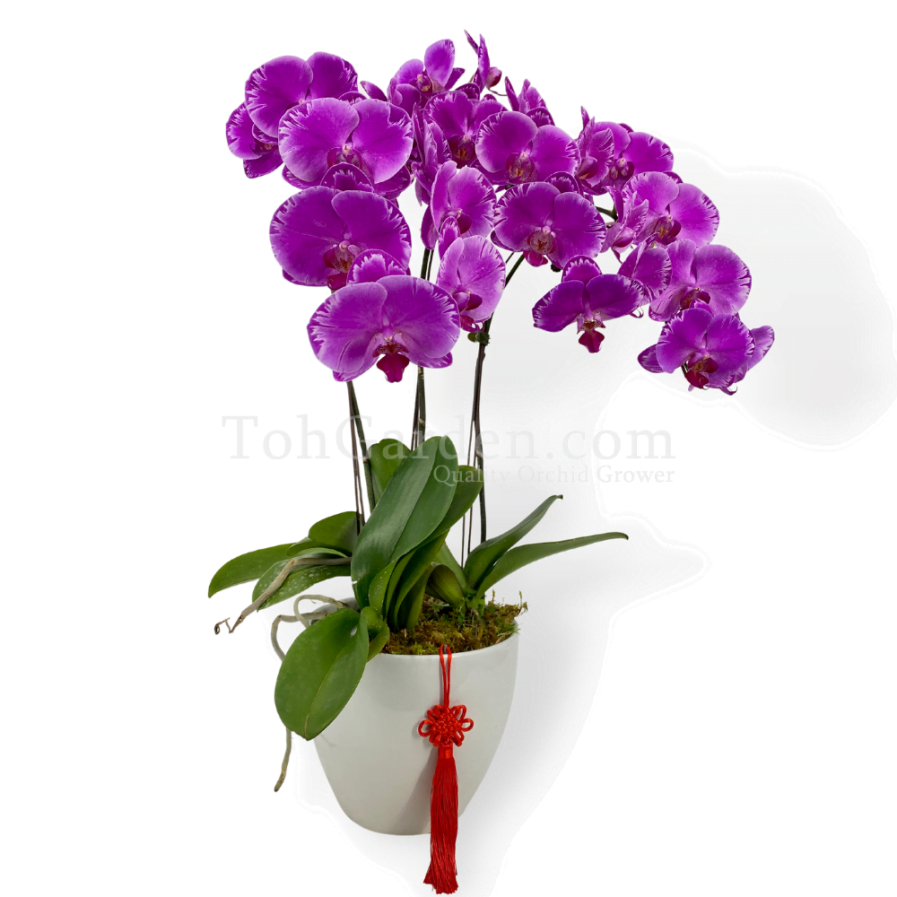 Special Purple Phalaenopsis Arrangement 3 in 1