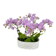 Mini Pink Phalaenopsis Arrangement 3 in 1