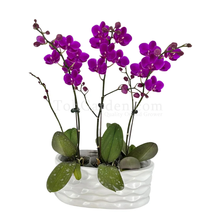 Mini Red Phalaenopsis Arrangement 3 in 1