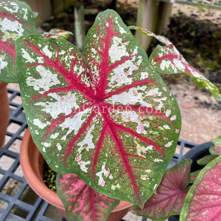 Caladium C006