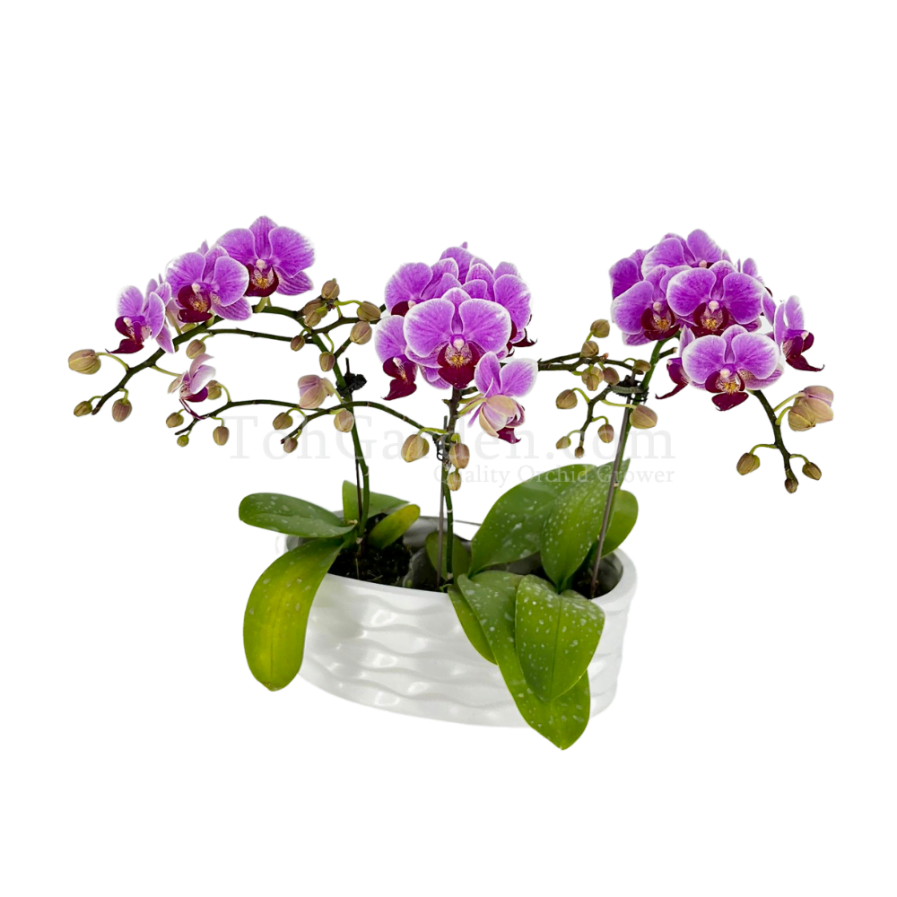 Mini Purple Phalaenopsis Arrangement 5 in 1