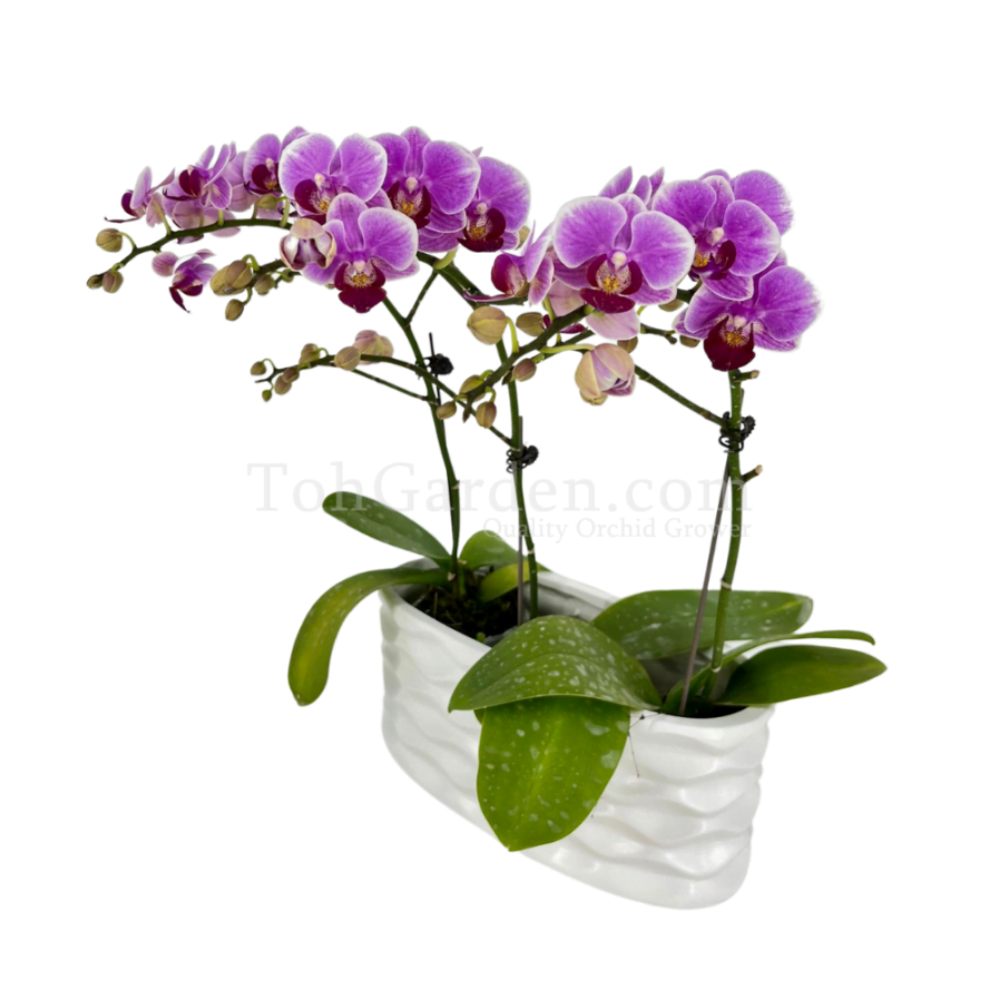 Mini Purple Phalaenopsis Arrangement 3 in 1