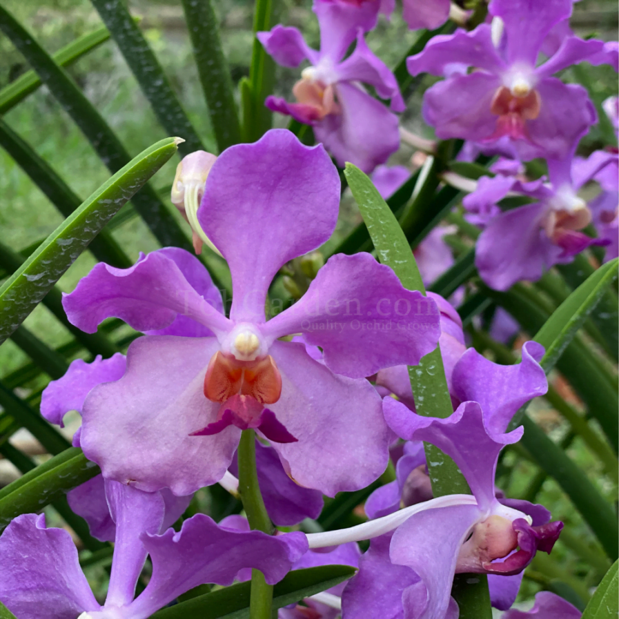 Papilionanda Obama