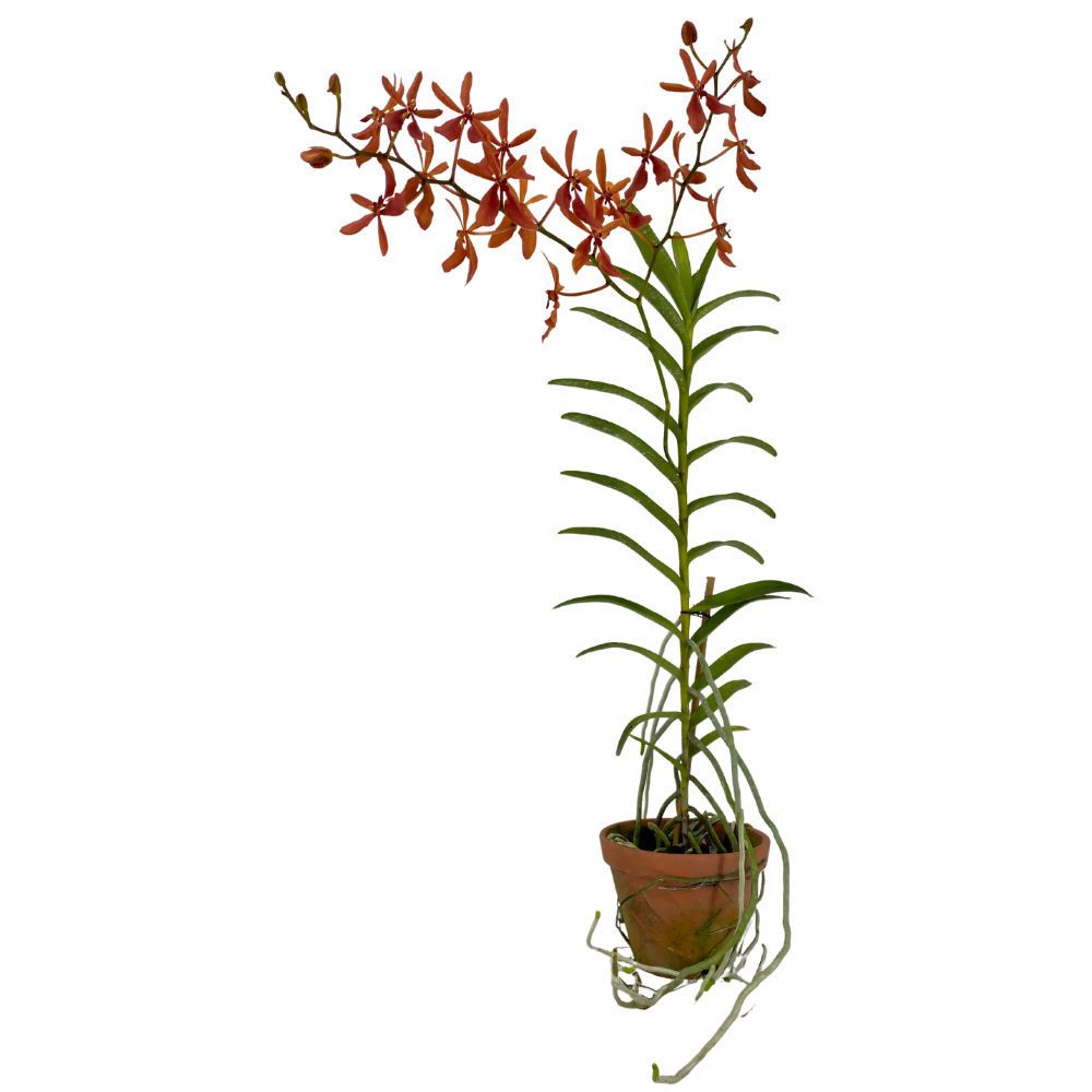 Orchids, Plants & Flowers Arrangements Toh Garden Singapore Orchid