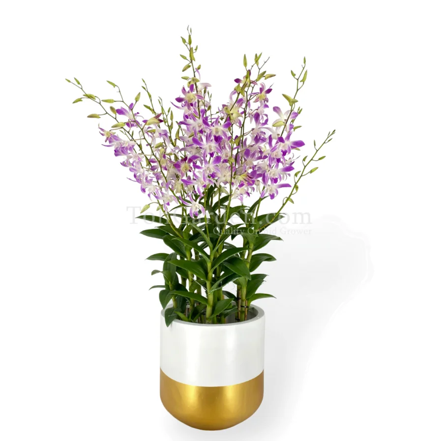 Dendrobium Caesar Arrangment 5 in 1