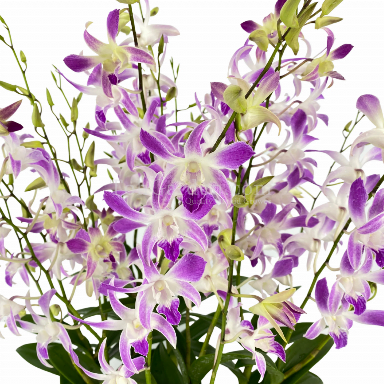 Farm Fresh Orchids   Toh Garden: Singapore Orchid Plant & Flower Grower