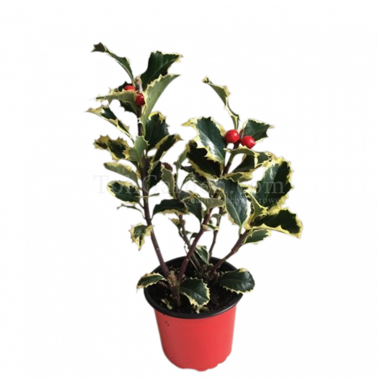 Christmas Holly (Variegated) - Toh Garden : Singapore Orchid Plant ...