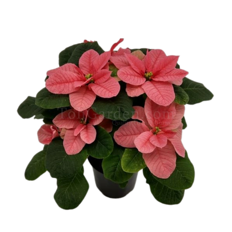 Poinsettia Christmas Mouse Pink