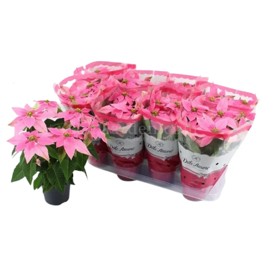 Poinsettia Princettia Hot Pink