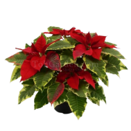 Poinsettia Red Tapestry