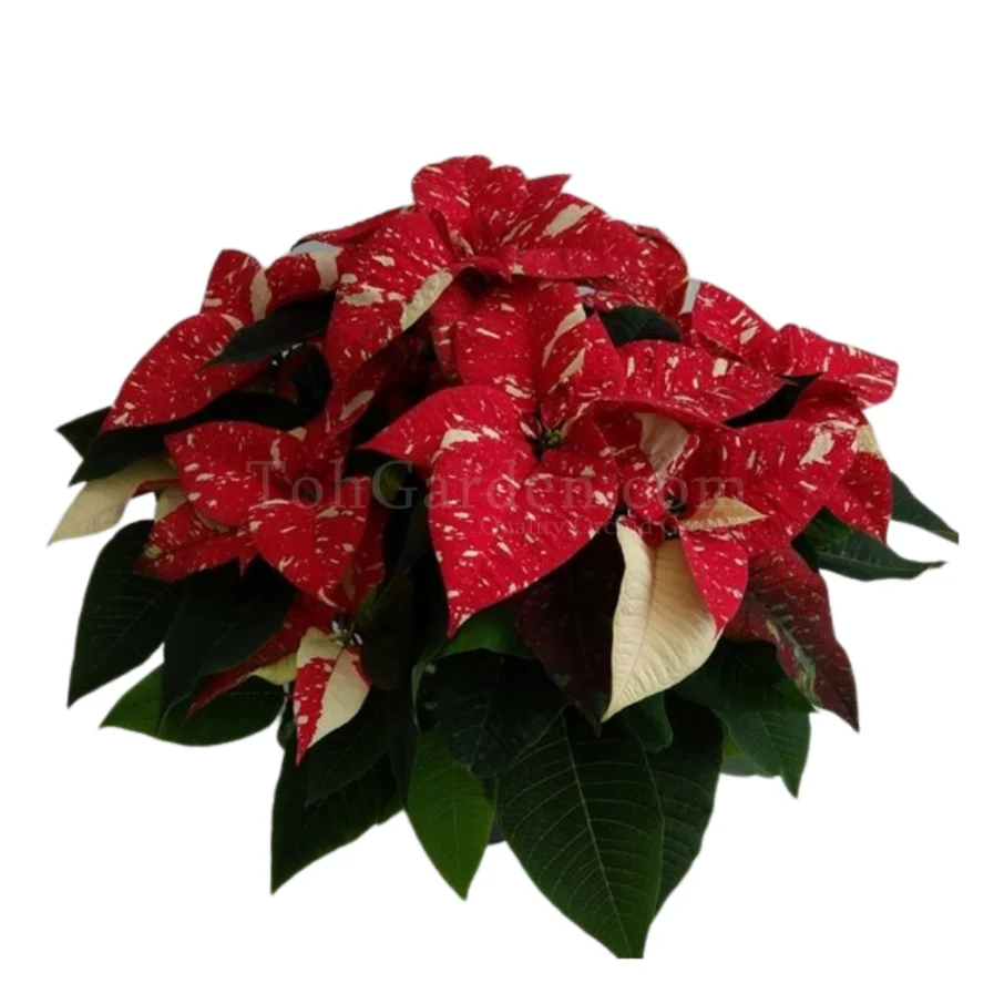 Poinsettia Superba Glitter