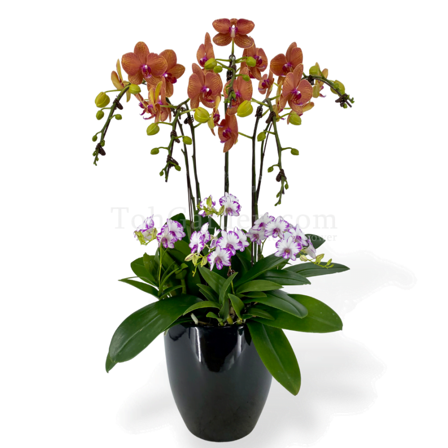 Special Colour Phalaenopsis Arrangement 6 in 1