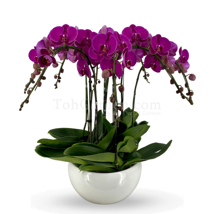 Round Special Phalaenopsis Arrangement