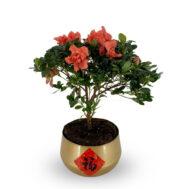 Peach Azalea in Gold Pot