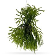 Huperzia (Lycopodium) Triangle Satun