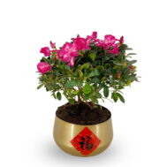 Pink Azalea in Gold Pot