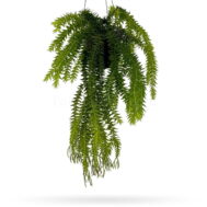 Huperzia (Lycopodium) goebelii "Green"