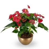 Anthurium Michigan in Gold Bowlry (3 in 1)