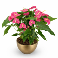 Anthurium California Pink in Gold Bowlry (3 in 1)